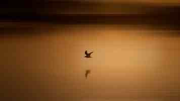 花火27227小樱和368776关系怎么样 - 最新解析与互动细节